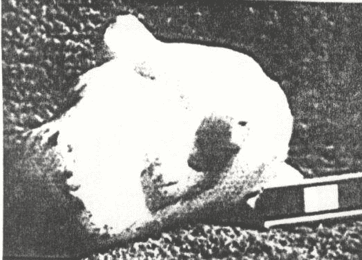 تمثال حيواني
